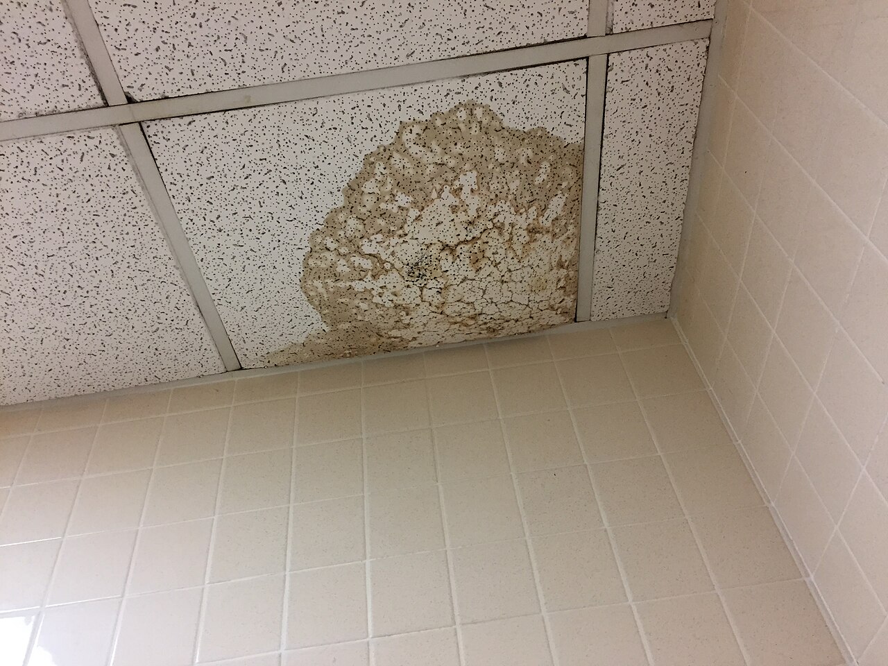 A brown water stain spreading across ceiling tiles