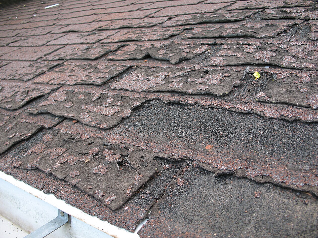 Cracked and lifting asphalt shingles above a leak